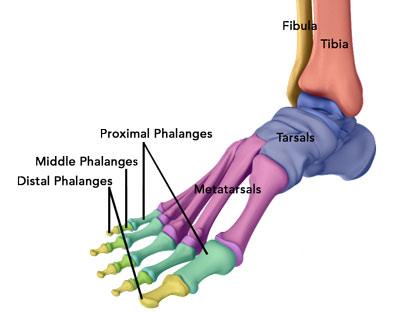 Foot & Ankle anatomy