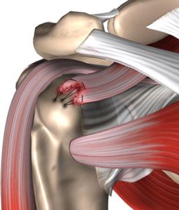 shoulder-anatomy