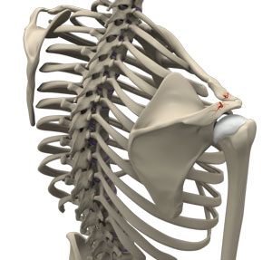shoulder-fractures