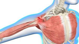 shoulder-anatomy