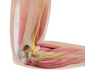 shoulder-anatomy